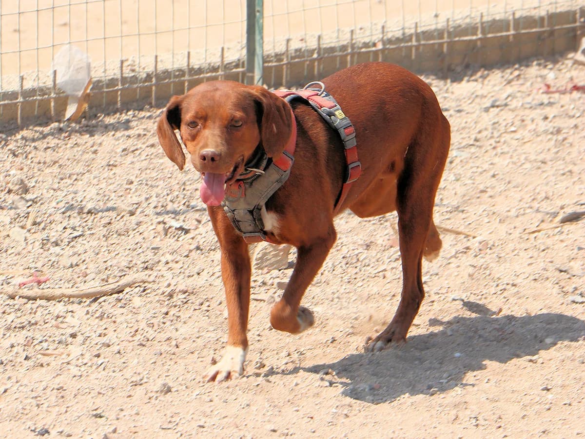 Maia, female 6yo Mixed Breed for adoption at SardinienHunde e.V.