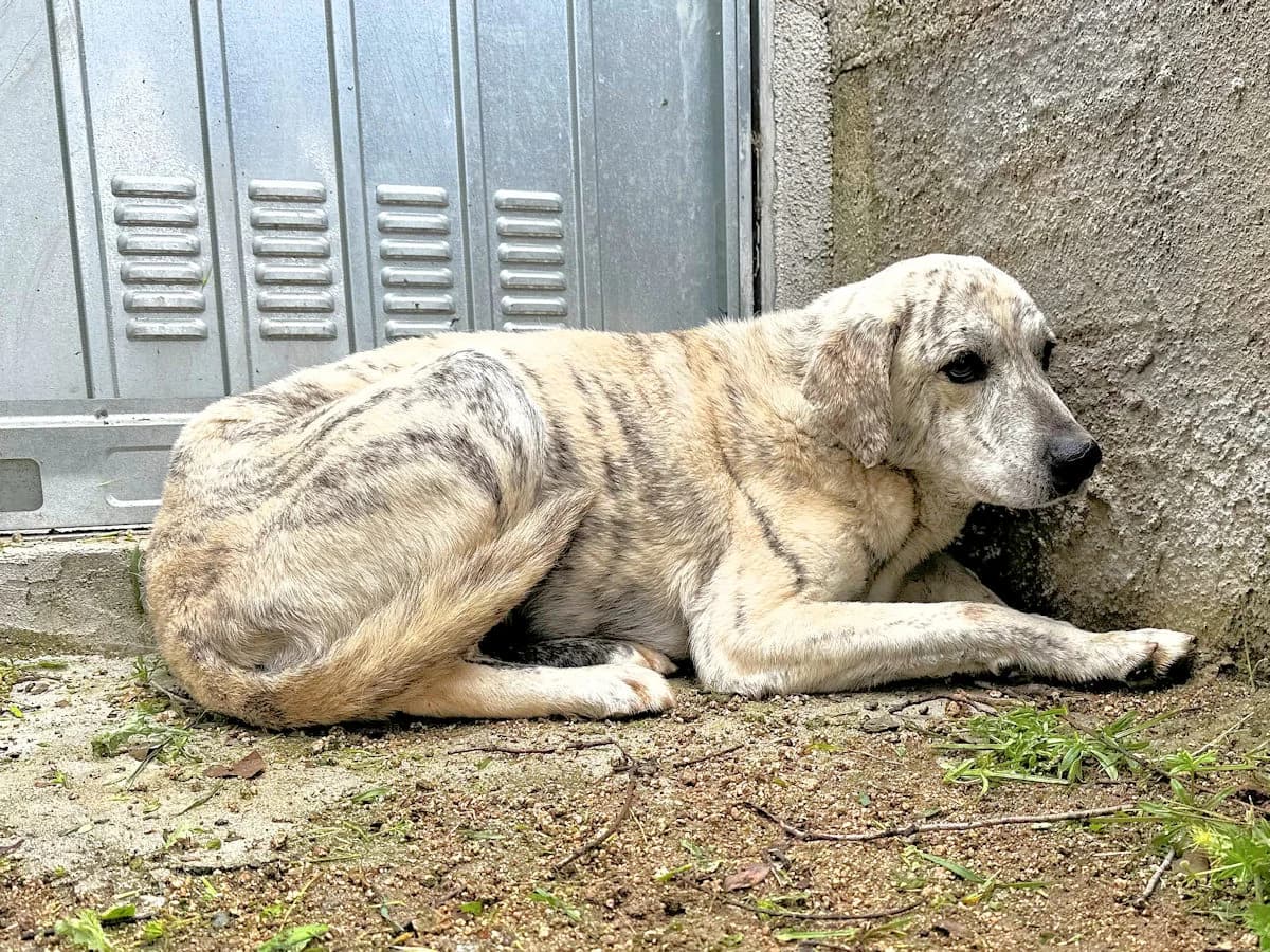 Mara, female 4yo Mixed Breed for adoption at SardinienHunde e.V.