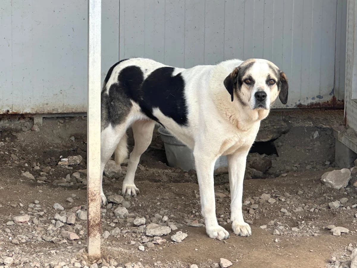 Marisa, female 7yo Mixed Breed for adoption at SardinienHunde e.V.