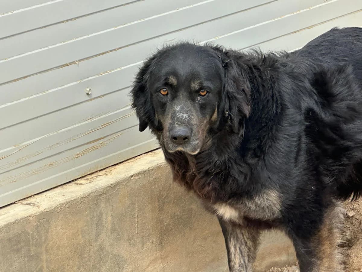 Mary, female 7yo Mixed Breed for adoption at SardinienHunde e.V.