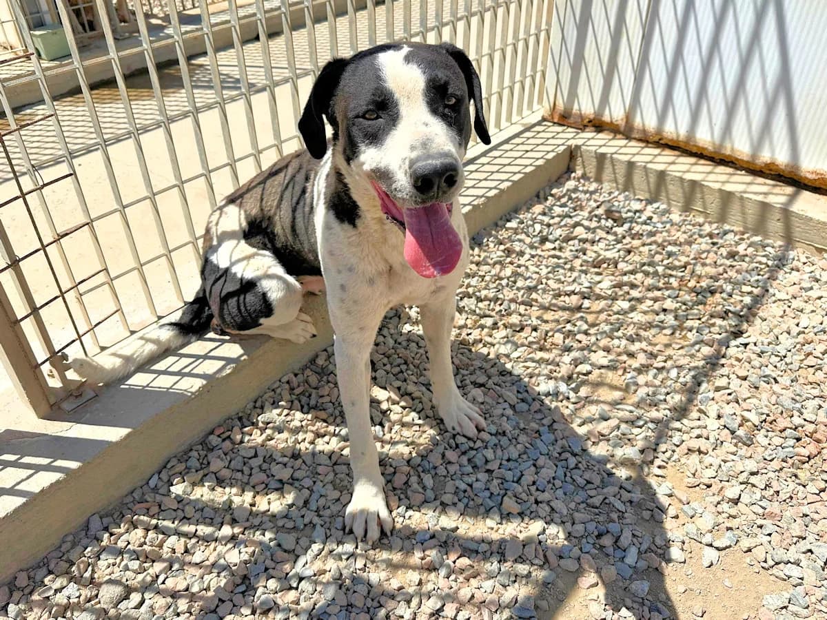 Max, male 6yo Mixed Breed for adoption at SardinienHunde e.V.