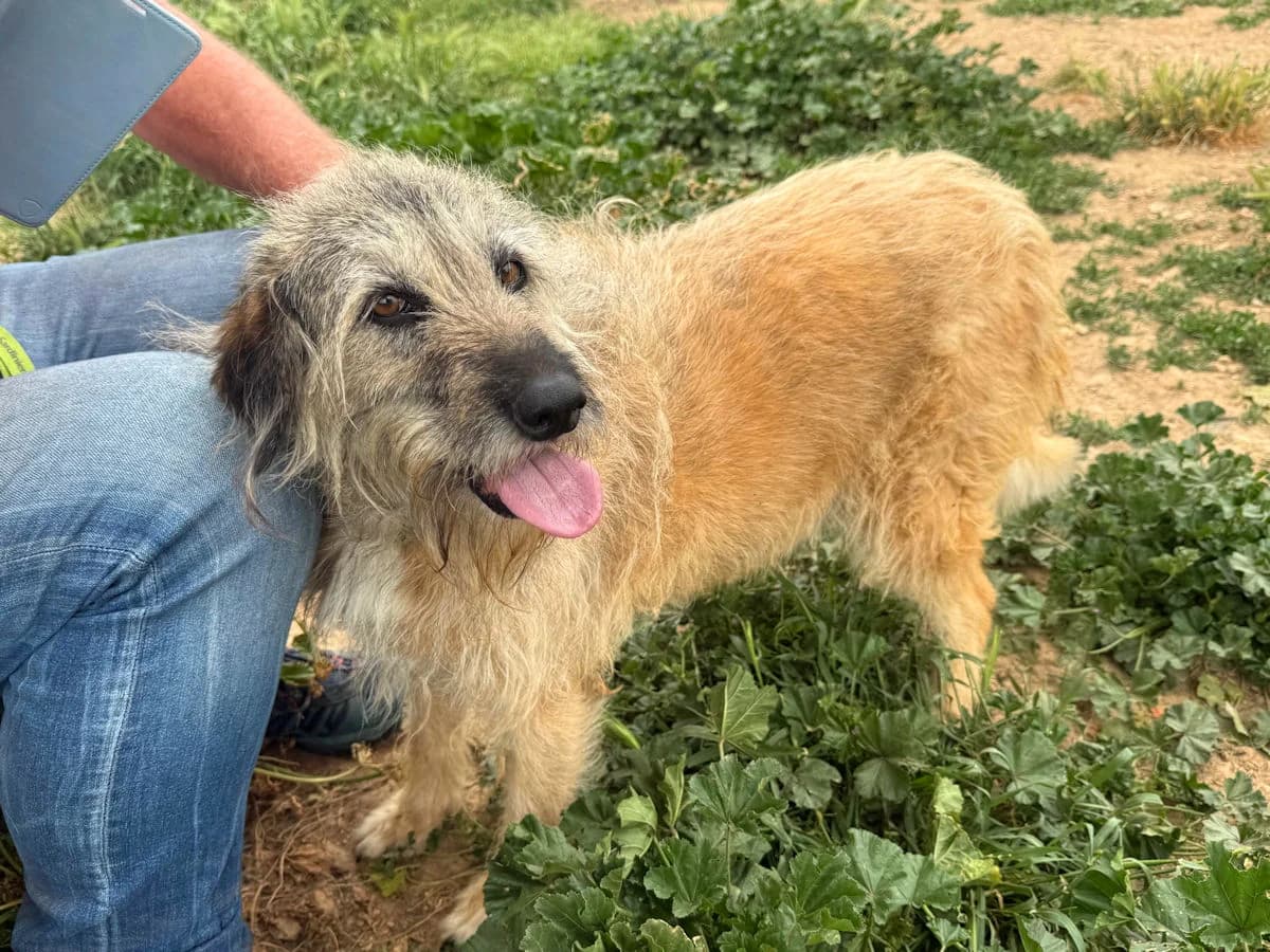 Melita, female senior Mixed Breed for adoption at SardinienHunde e.V.