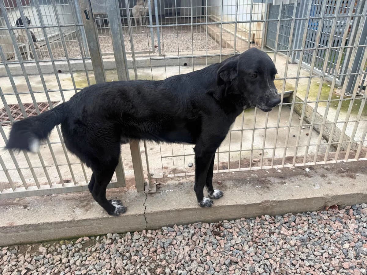 Melo, male 3yo Mixed Breed for adoption at SardinienHunde e.V.