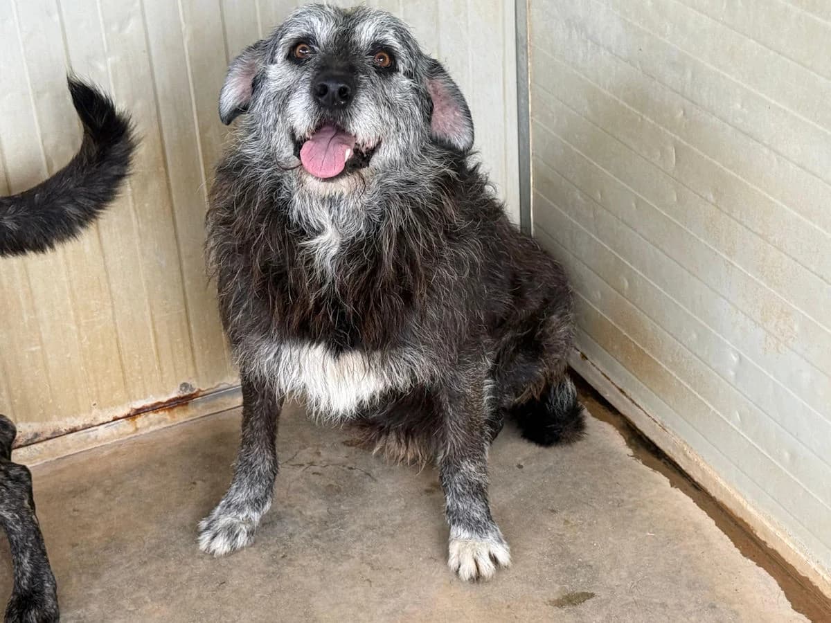 Messi, male senior Mixed Breed for adoption at SardinienHunde e.V.