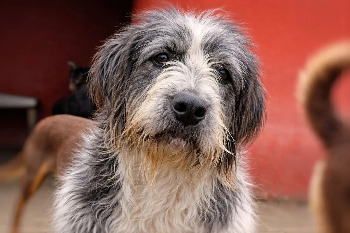 Mimmo, male 6yo Mixed Breed for adoption at SardinienHunde e.V.