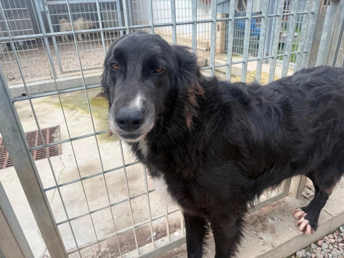 Mirò Leo, male 3yo Mixed Breed for adoption at SardinienHunde e.V.