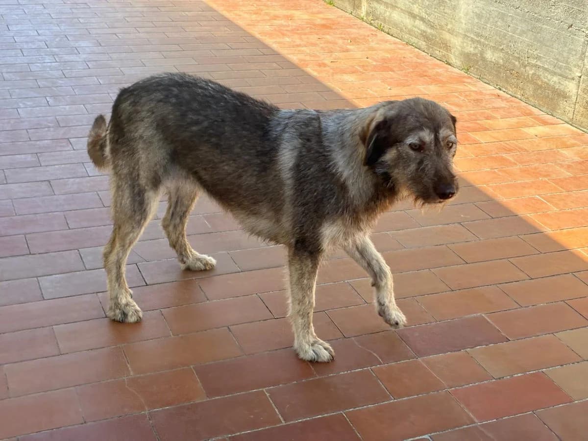 Mirta, Mixed Breed (SardinienHunde e.V.)