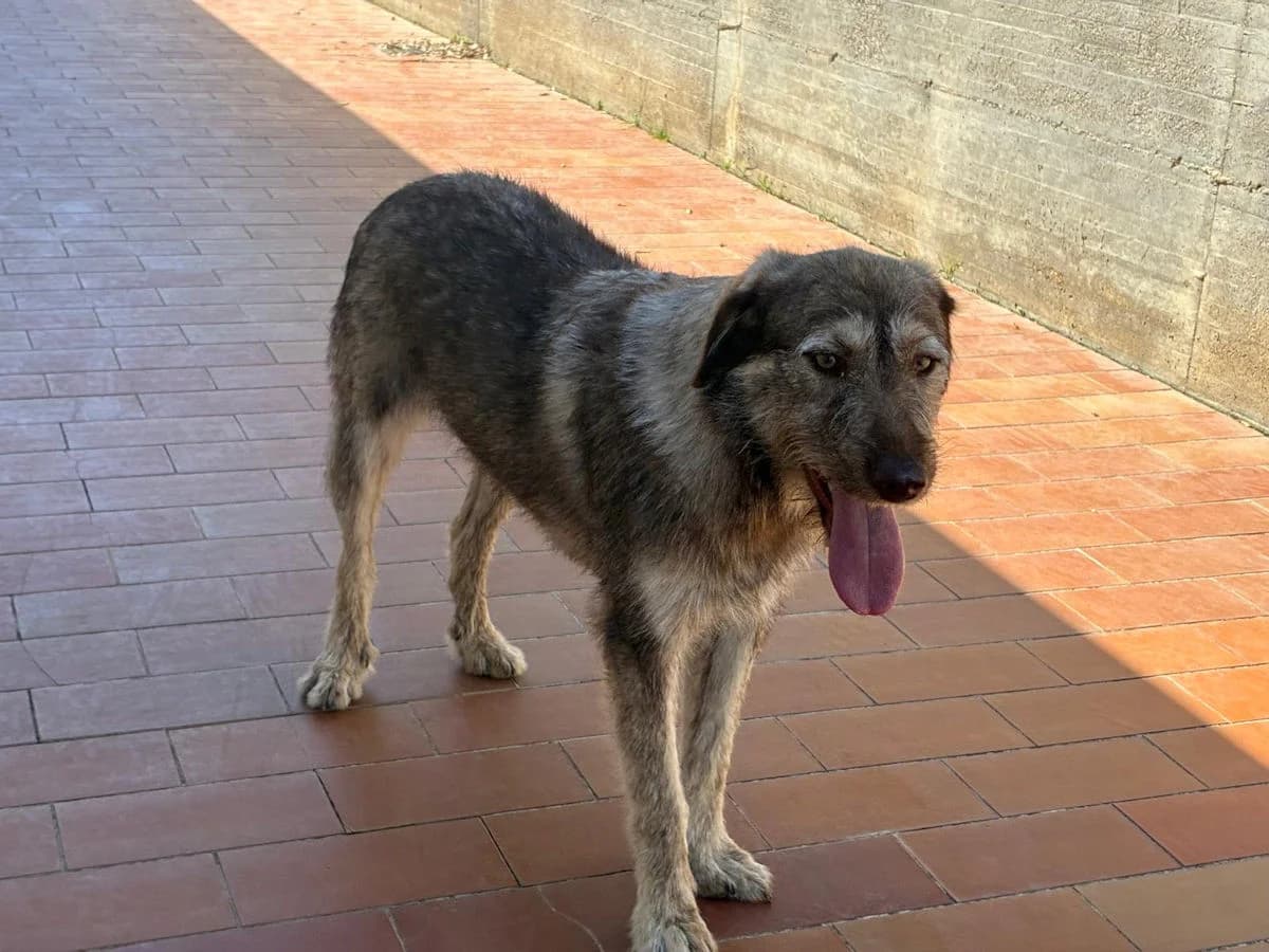 Mirta, female young Mixed Breed for adoption at SardinienHunde e.V.