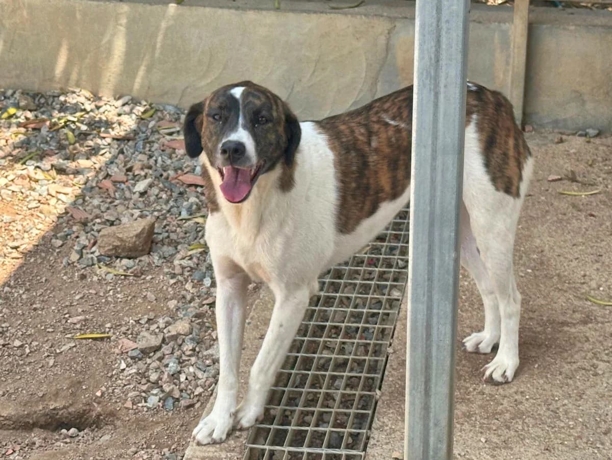 Nadine, female 3yo Mixed Breed for adoption at SardinienHunde e.V.