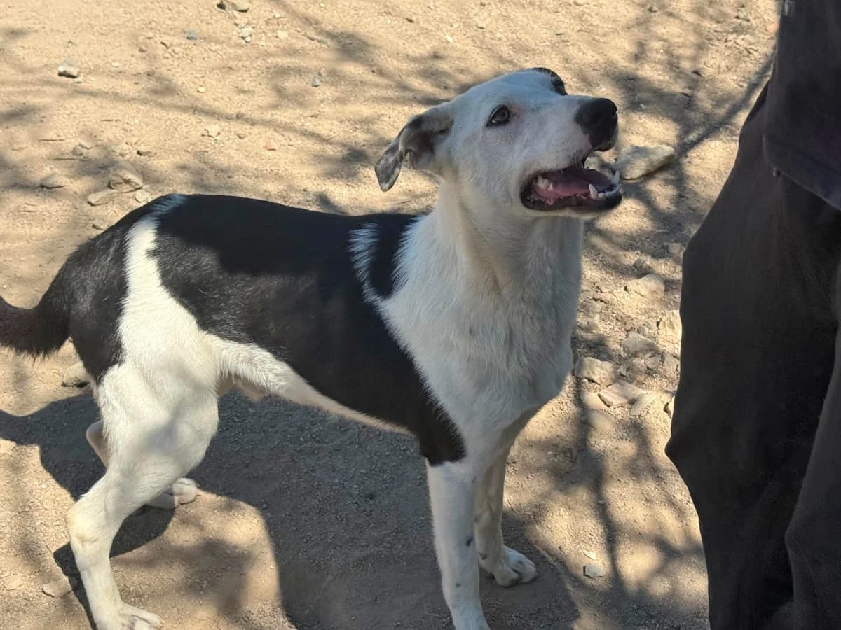 Nello, male young Mixed Breed for adoption at SardinienHunde e.V.