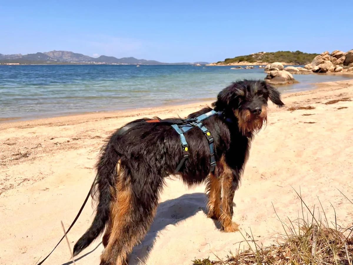 Nerina, female 3yo Mixed Breed for adoption at SardinienHunde e.V.