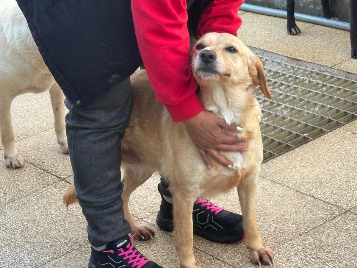 Nina Sofie, female 5yo Mixed Breed for adoption at SardinienHunde e.V.