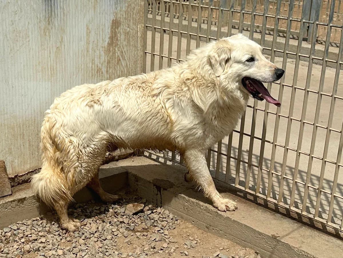 Nix, male 7yo Mixed Breed for adoption at SardinienHunde e.V.