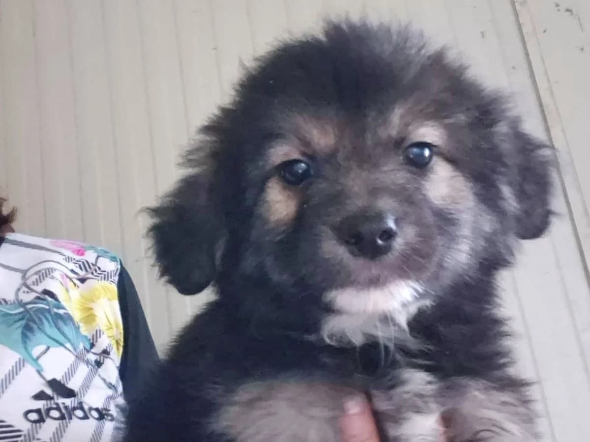 Nocciolina, female puppy Mixed Breed for adoption at SardinienHunde e.V.