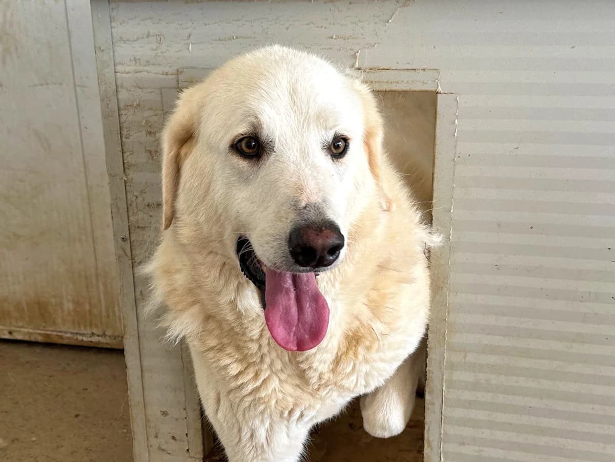 Noemi, female 7yo Mixed Breed for adoption at SardinienHunde e.V.