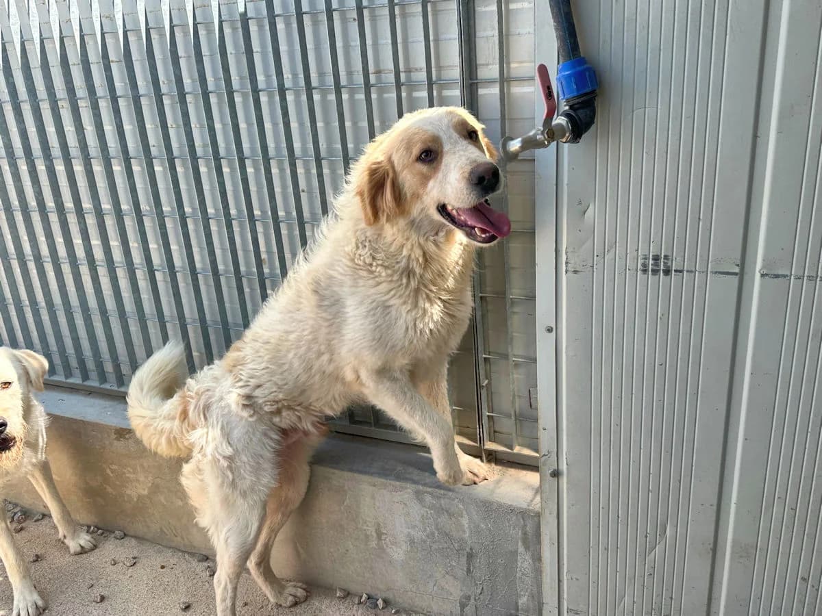 Nube, male young Mixed Breed for adoption at SardinienHunde e.V.