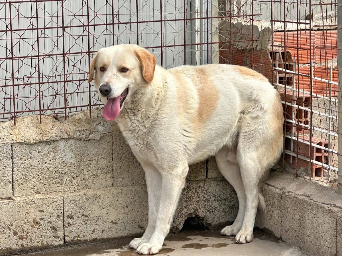 Nuc, male 7yo Mixed Breed for adoption at SardinienHunde e.V.