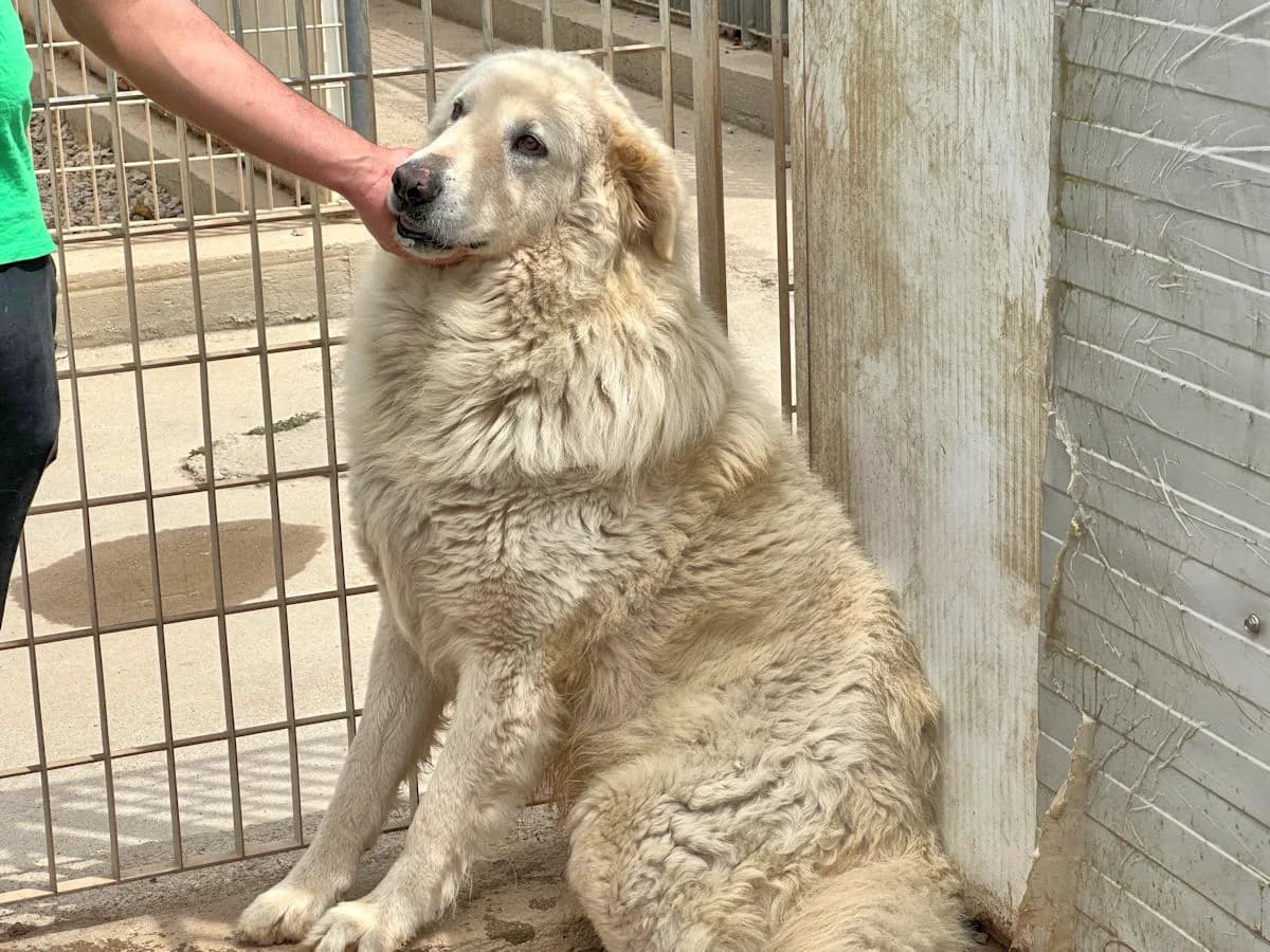 Nunzio, male 7yo Mixed Breed for adoption at SardinienHunde e.V.