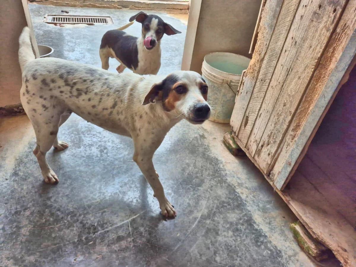 Occhiblu, Mixed Breed (SardinienHunde e.V.)