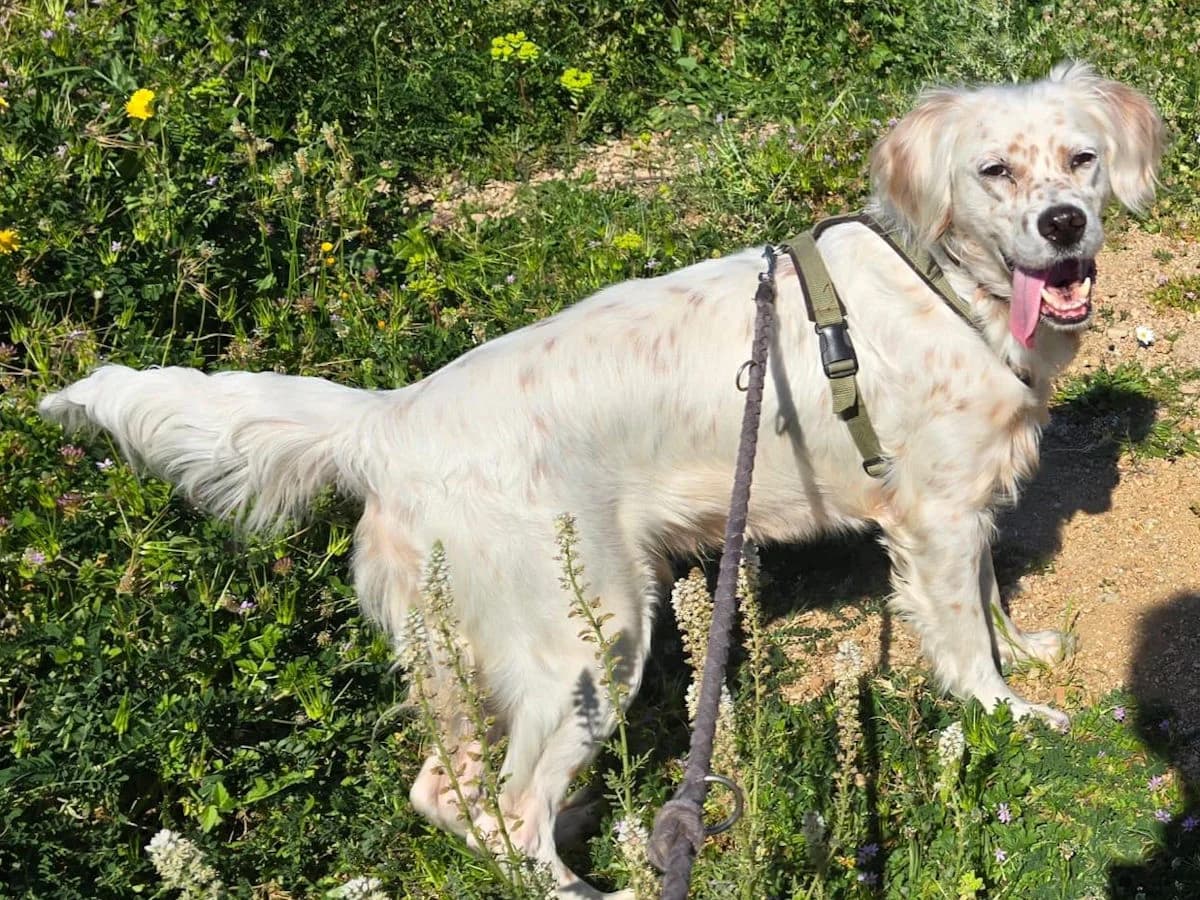 Pagliaccio, male 5yo Mixed Breed for adoption at SardinienHunde e.V.