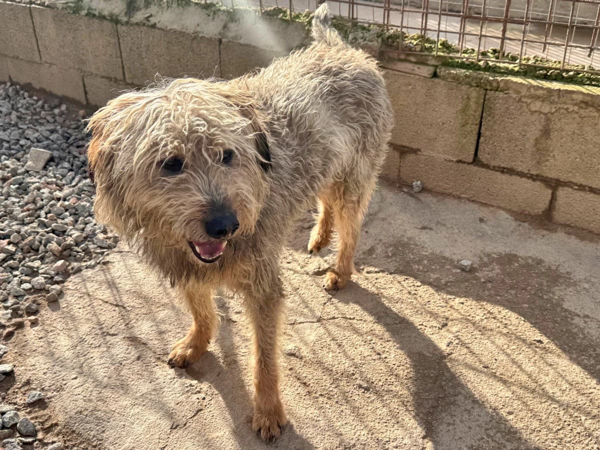 Panti, male 6yo Mixed Breed for adoption at SardinienHunde e.V.