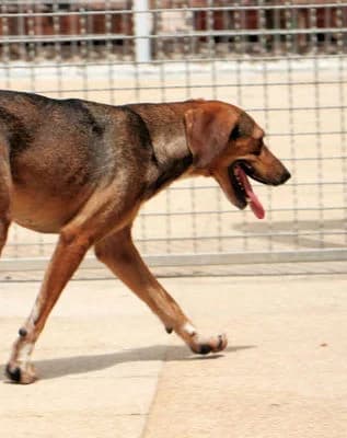 Paoletta, female senior Mixed Breed for adoption at SardinienHunde e.V.