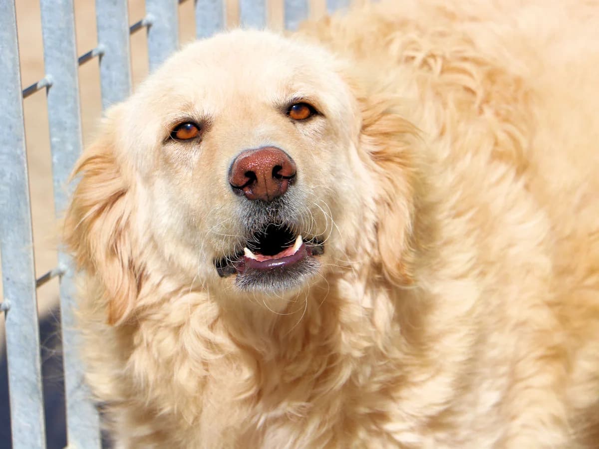 Phoenix, female 5yo Mixed Breed for adoption at SardinienHunde e.V.