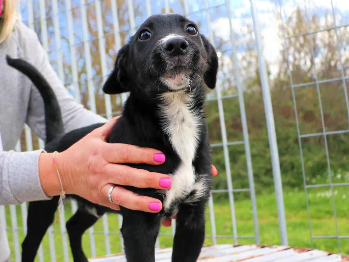 Pinolo, male young Mixed Breed for adoption at SardinienHunde e.V.