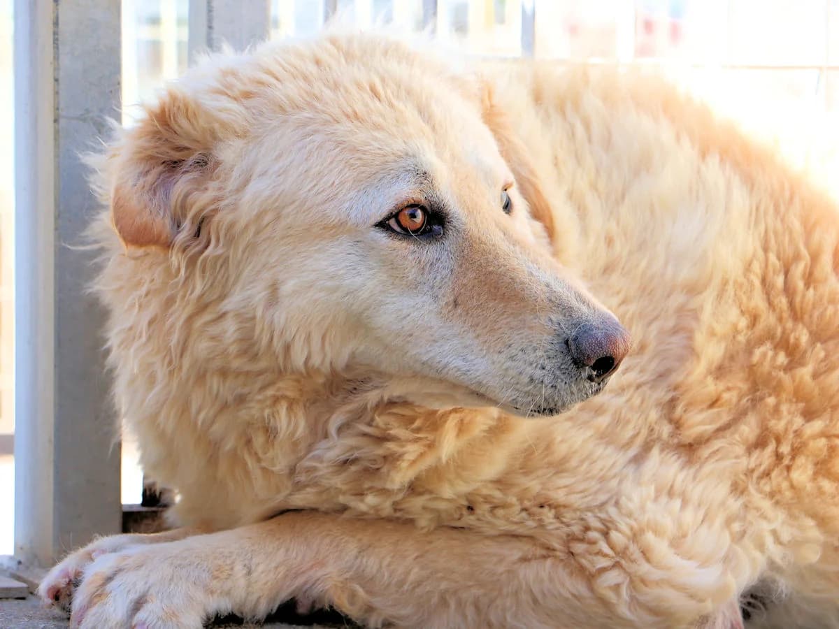 Providence, female 5yo Mixed Breed for adoption at SardinienHunde e.V.