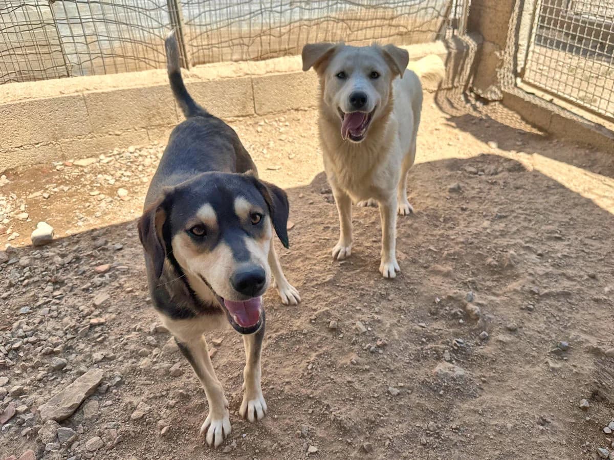 Robin Hood, male young Mixed Breed for adoption at SardinienHunde e.V.