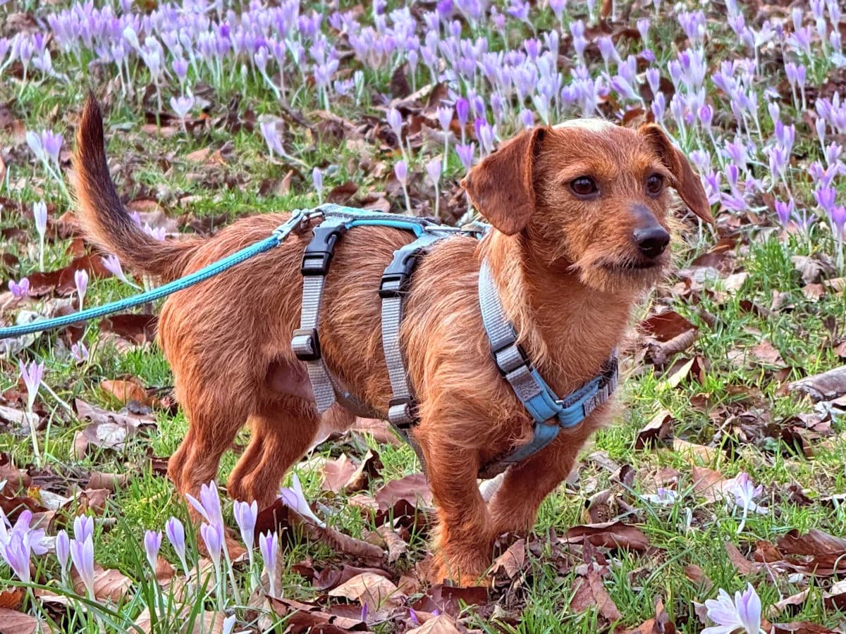 Sardeddu, male 3yo Mixed Breed for adoption at SardinienHunde e.V.