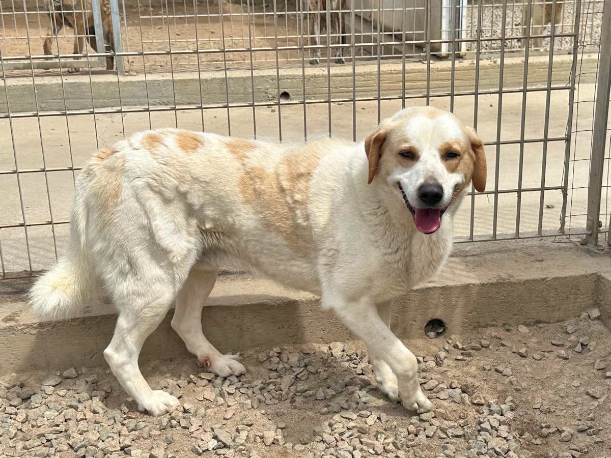 Sean, male 5yo Mixed Breed for adoption at SardinienHunde e.V.