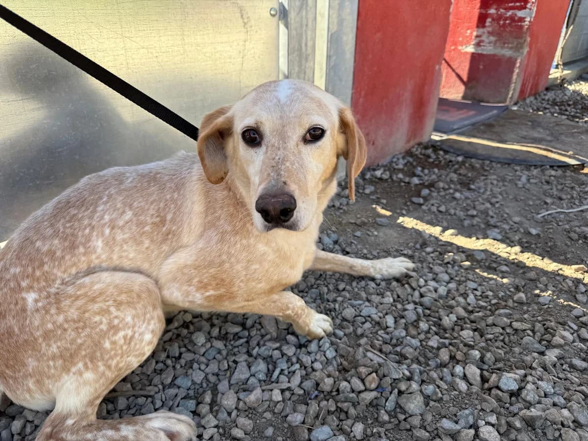Shelby, female 7yo Mixed Breed for adoption at SardinienHunde e.V.