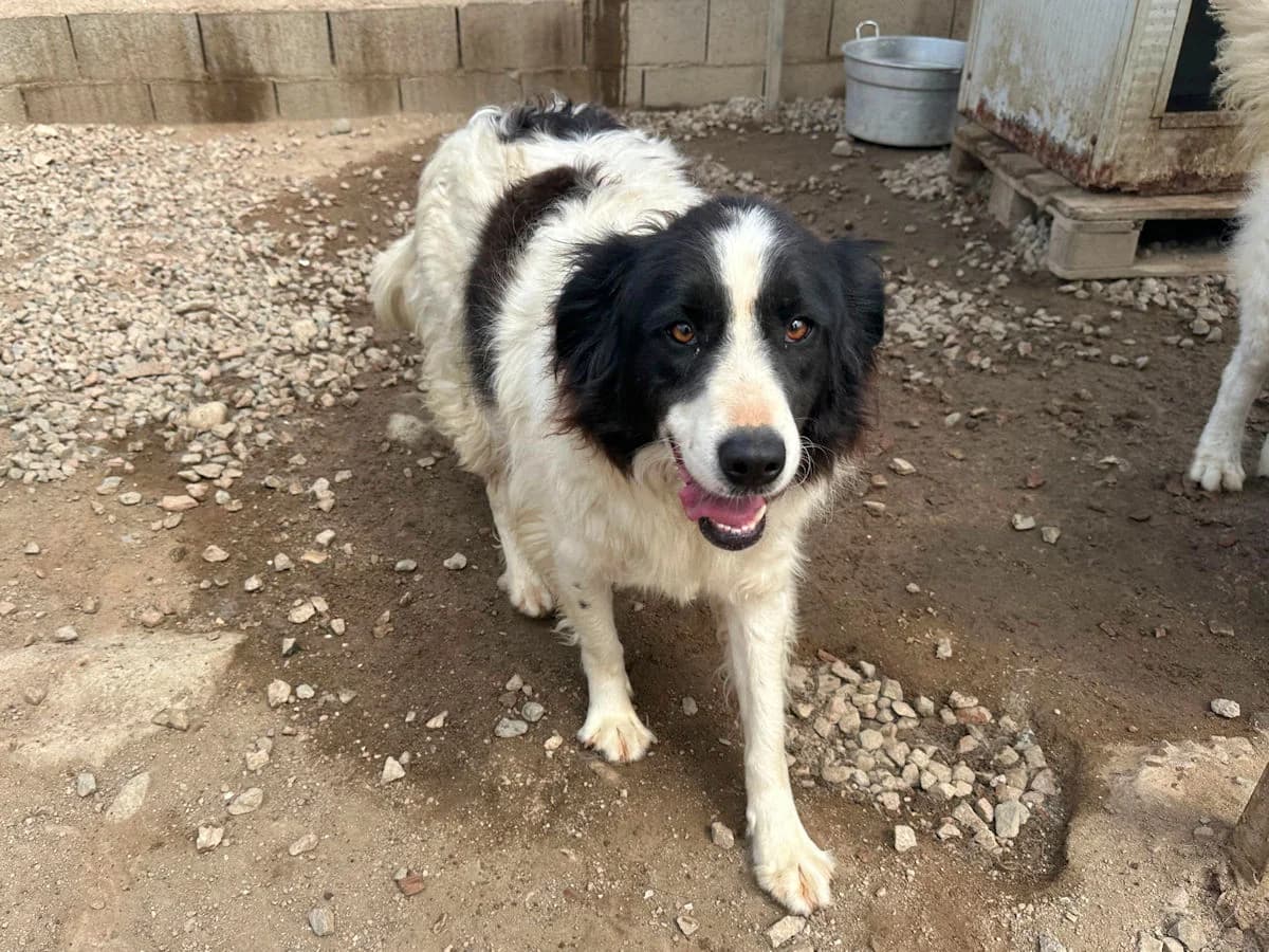 Sibilla, female 3yo Mixed Breed for adoption at SardinienHunde e.V.