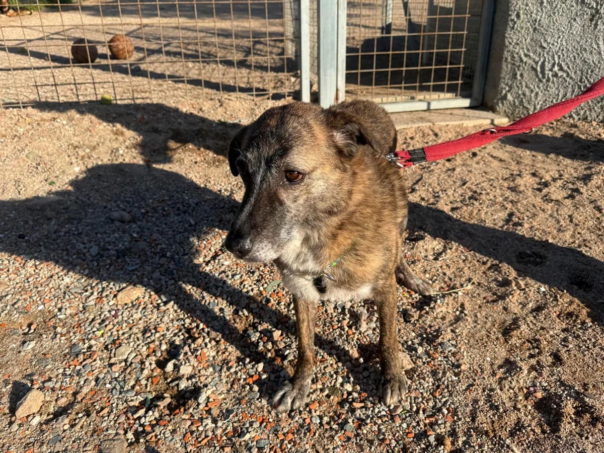 Soleandro, male 6yo Mixed Breed for adoption at SardinienHunde e.V.