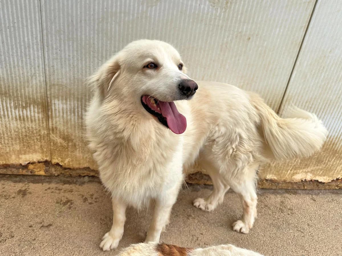Stanford, male 5yo Mixed Breed for adoption at SardinienHunde e.V.