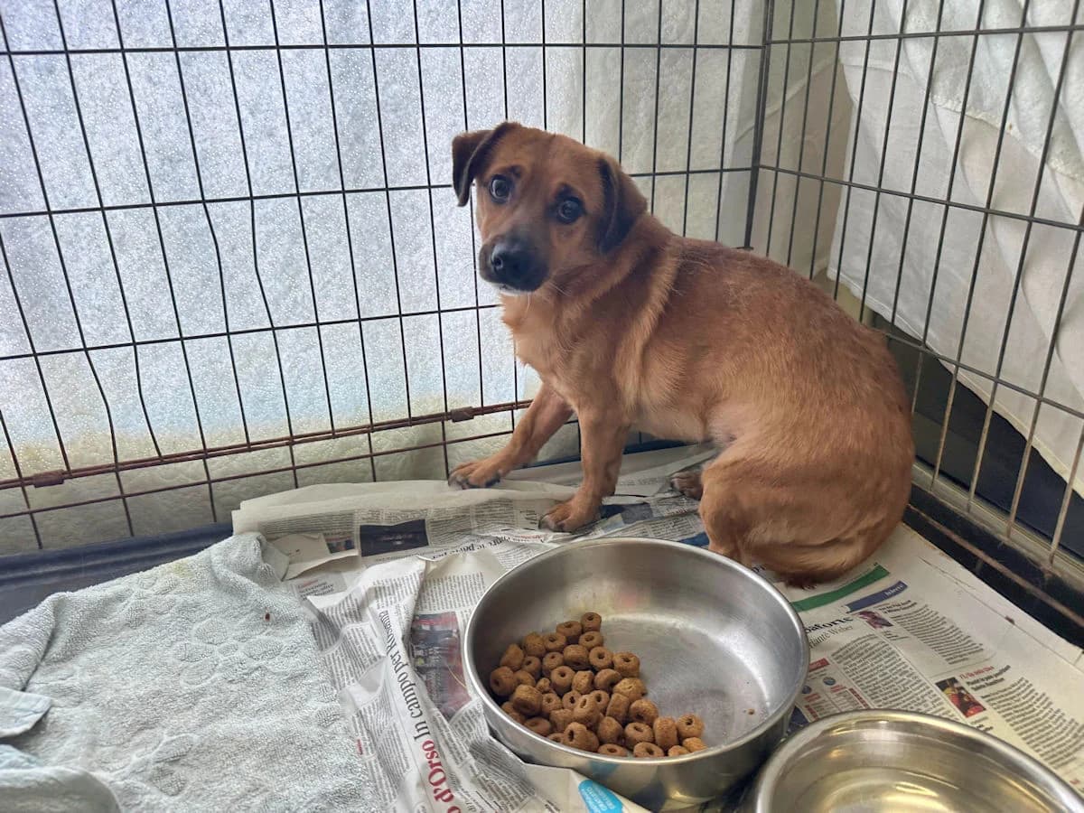 Tigro, male 5yo Mixed Breed for adoption at SardinienHunde e.V.