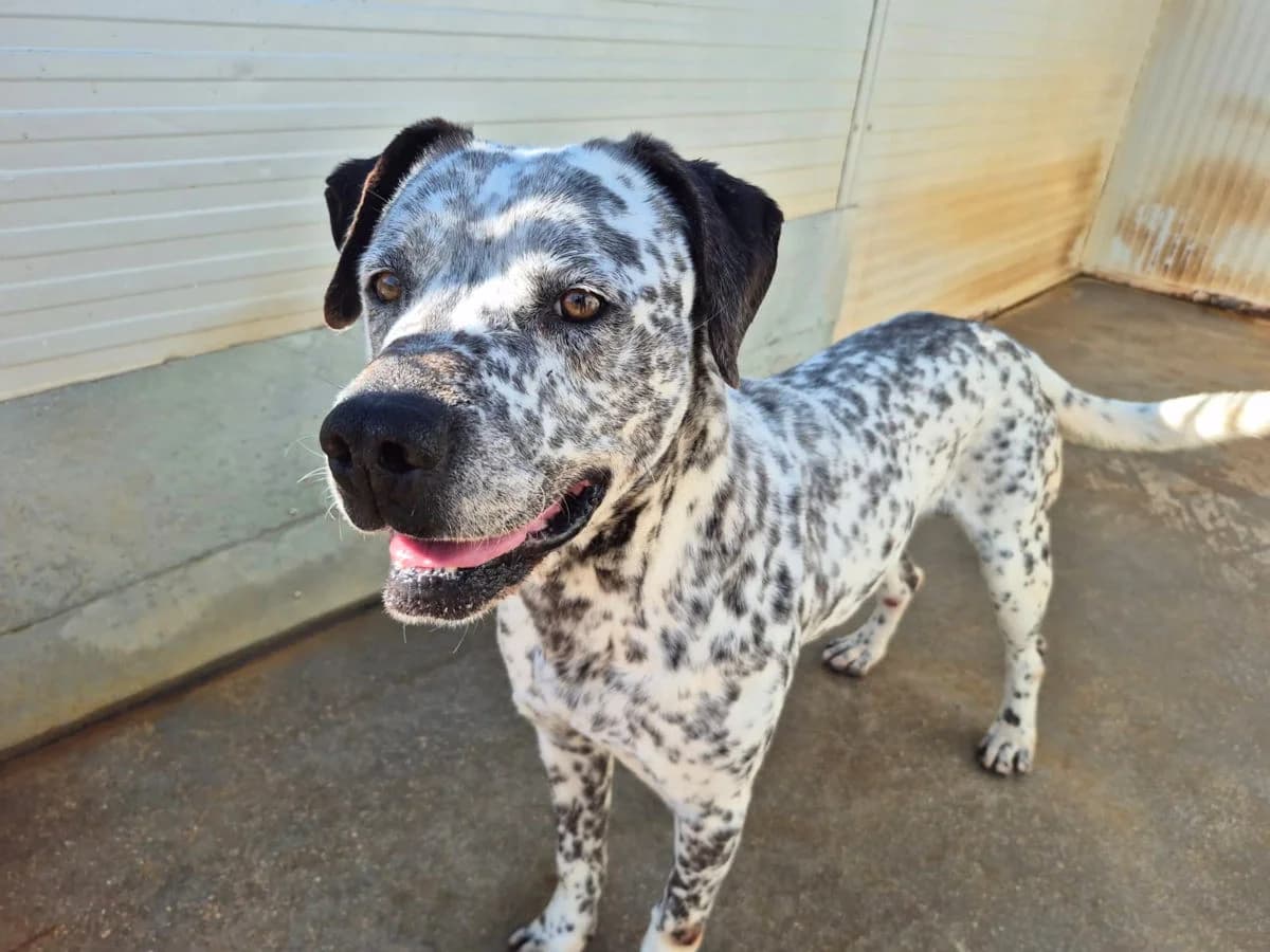 Ursus, male senior Mixed Breed for adoption at SardinienHunde e.V.
