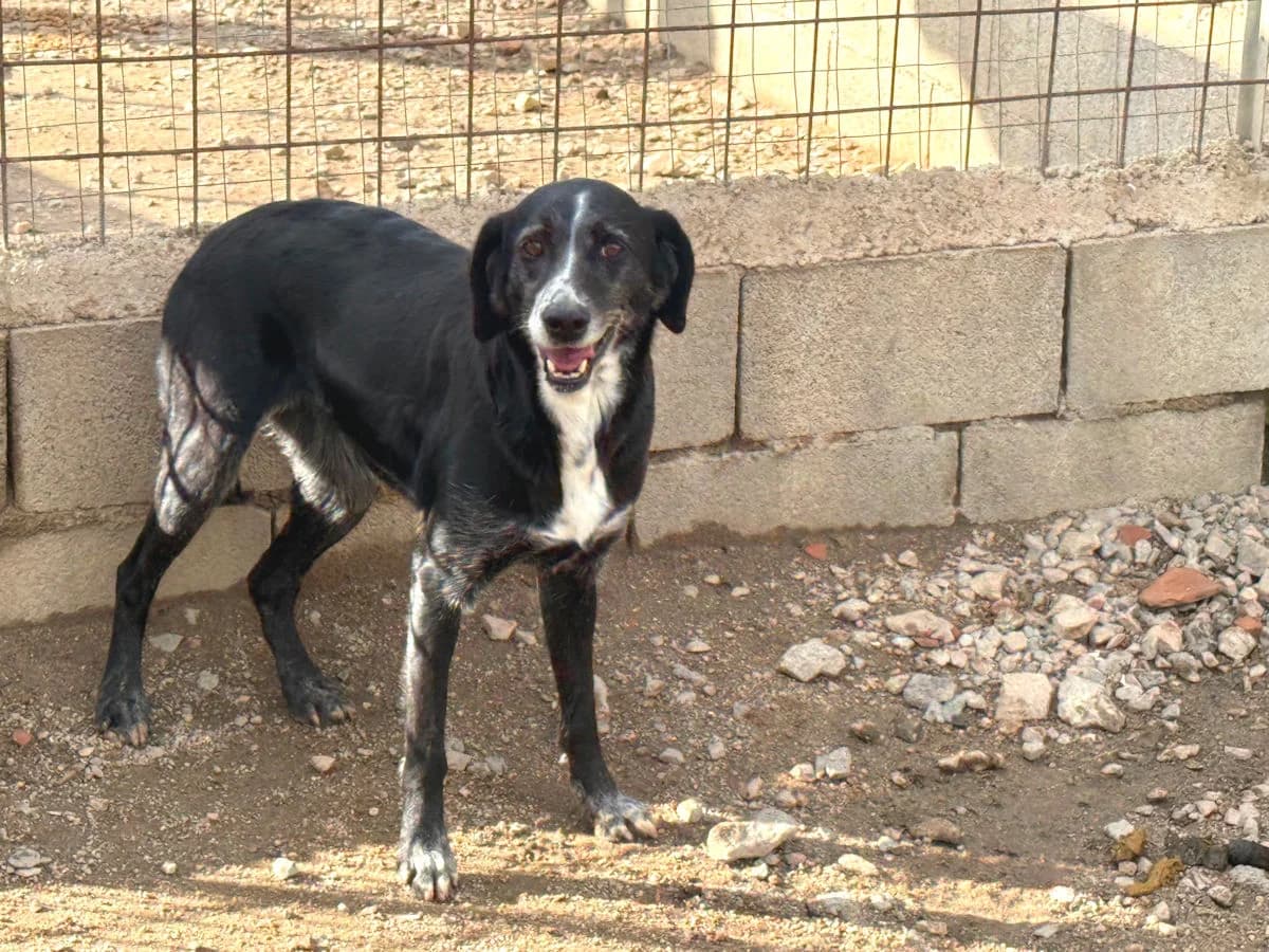 Vanessa, female 7yo Mixed Breed for adoption at SardinienHunde e.V.