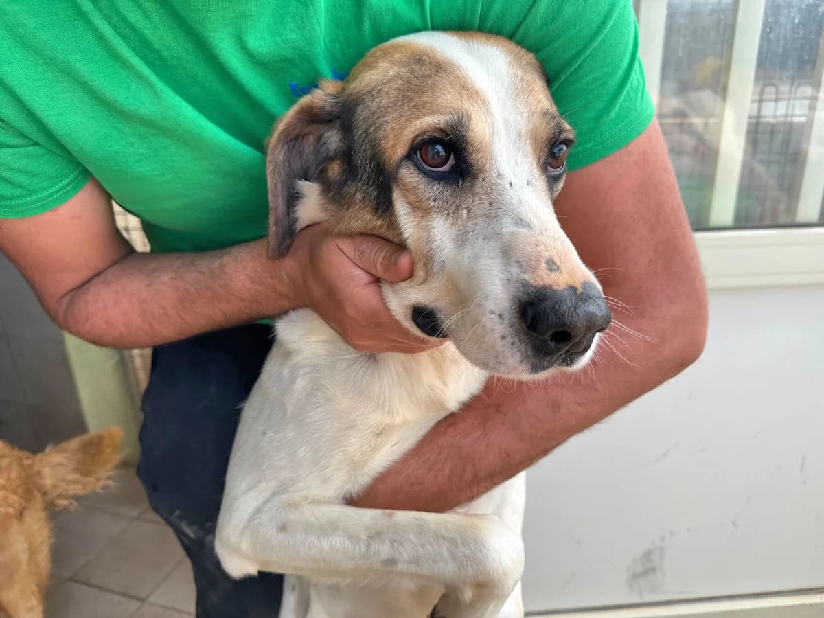 Vasco, male 7yo Mixed Breed for adoption at SardinienHunde e.V.
