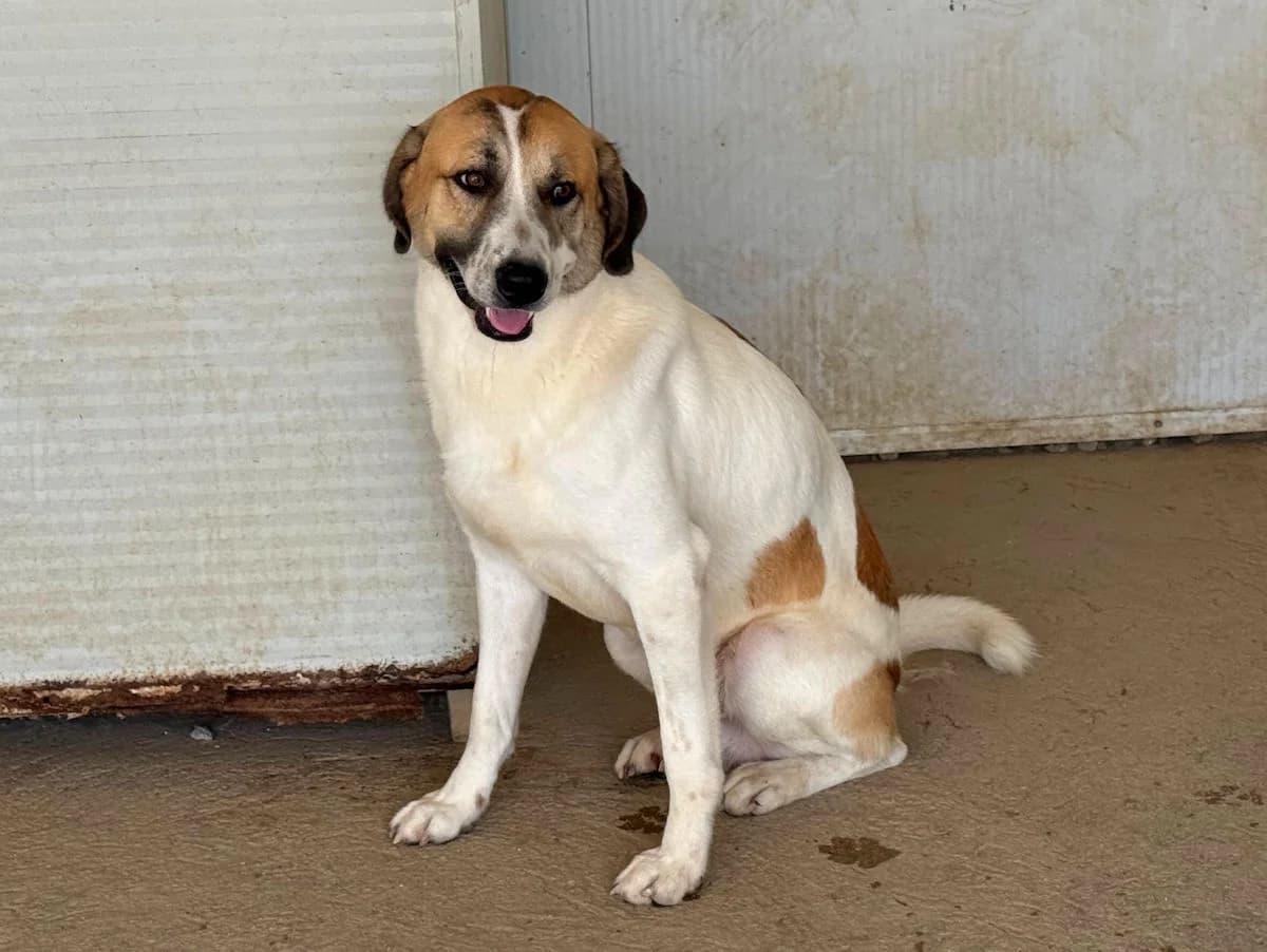 Vichingo, male young Mixed Breed for adoption at SardinienHunde e.V.