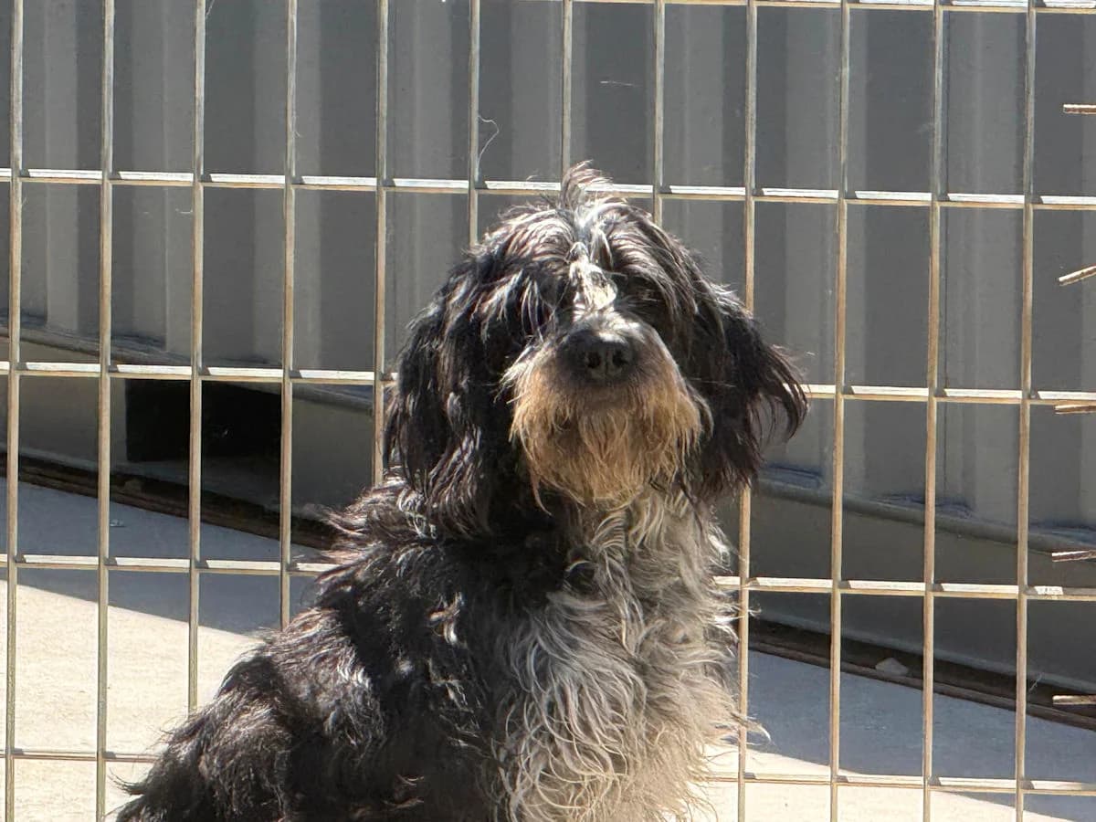 Vituzza, female young Mixed Breed for adoption at SardinienHunde e.V.