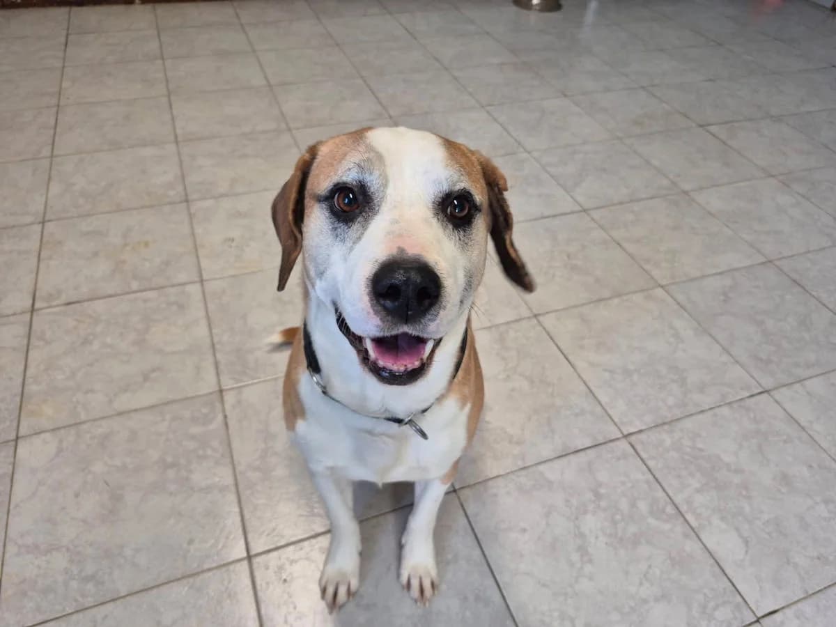 Willi, male 5yo Mixed Breed for adoption at SardinienHunde e.V.