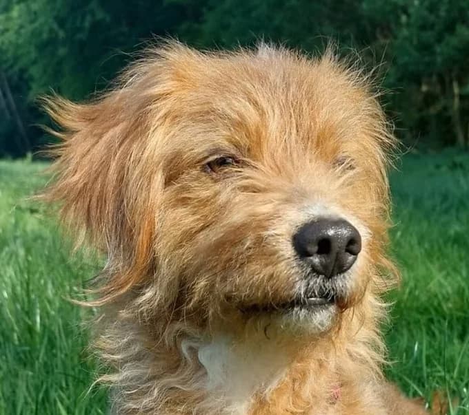 ​Hund, Mixed Breed (Save a Dog e.V.)