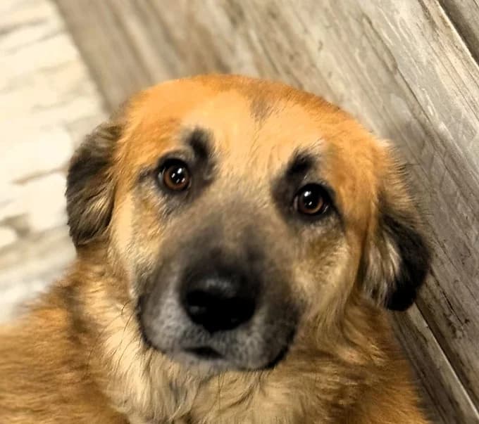 Meda,  puppy Mixed Breed for adoption at Save a Dog e.V.