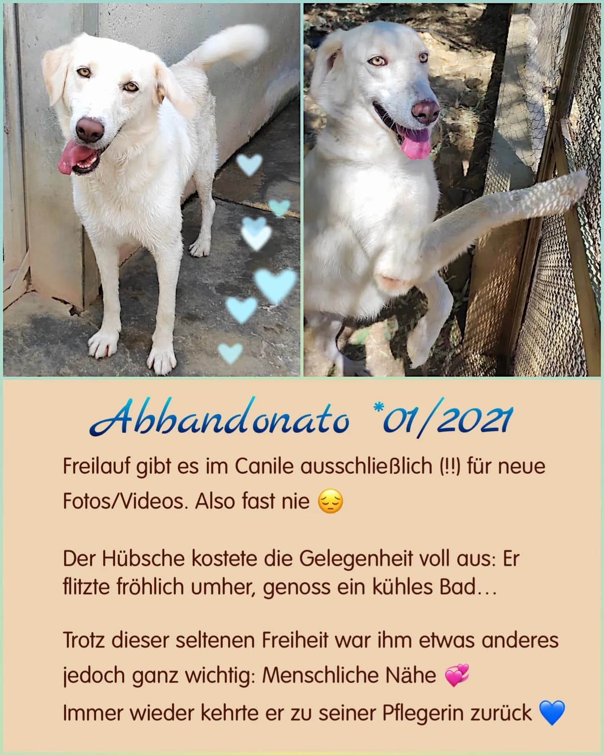 Abbandonato,  4yo Mixed Breed for adoption at saving dogs e.V.
