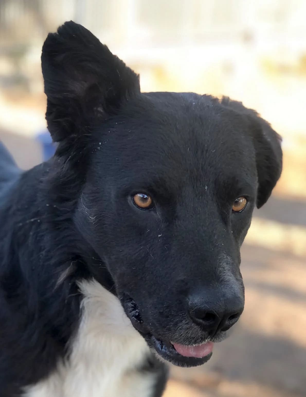 Amigo, male puppy Mixed Breed for adoption at saving dogs e.V.