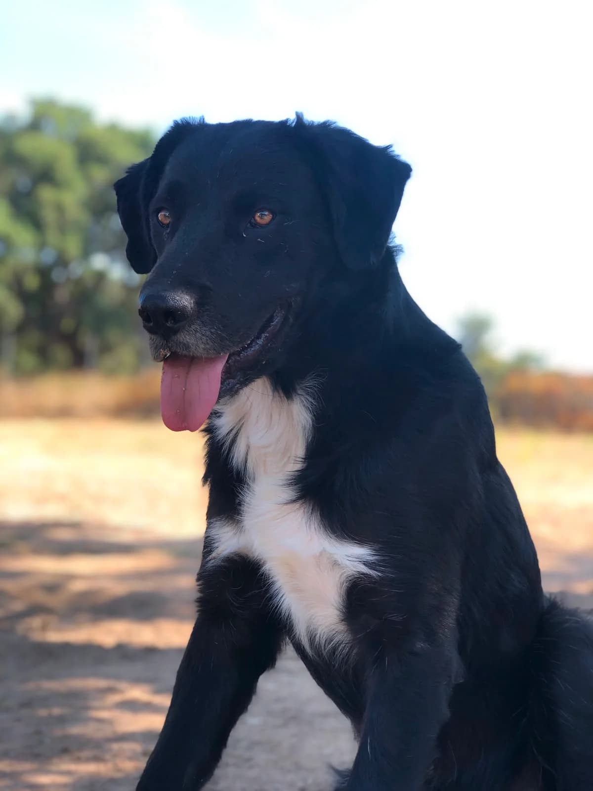 Amor, male puppy Mixed Breed for adoption at saving dogs e.V.