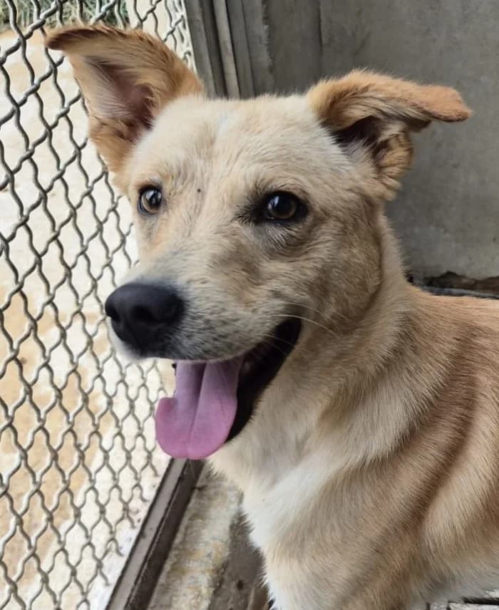 Antony, male young Mixed Breed for adoption at saving dogs e.V.