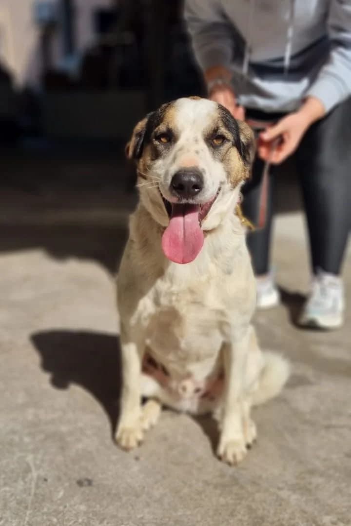 Apollo, male 3yo Mixed Breed for adoption at saving dogs e.V.